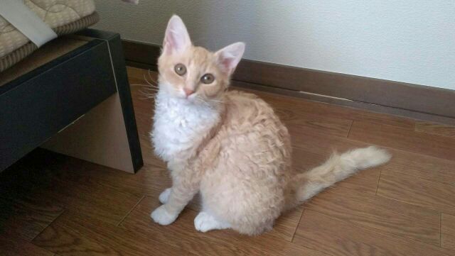 100猫。(猫親戚探し) ラパーマ一覧